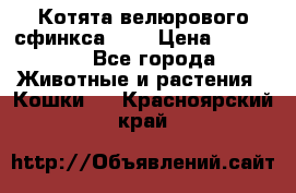 Котята велюрового сфинкса. .. › Цена ­ 15 000 - Все города Животные и растения » Кошки   . Красноярский край